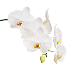 Image showing White orchid isolated on white background.