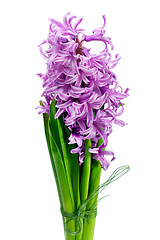 Image showing Bouquet from hyacinth isolated on white background.