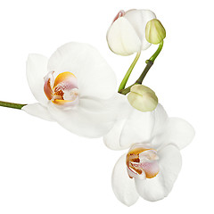 Image showing White orchid isolated on white background.