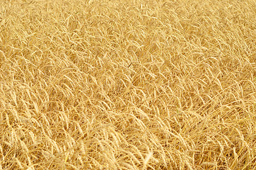 Image showing wheat field