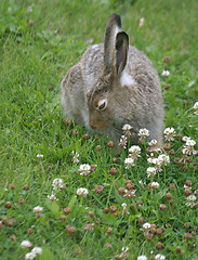 Image showing rabbit feeding on clover