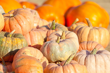 Image showing pumpkin patch