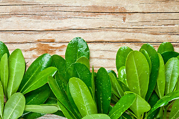 Image showing wet green leaves