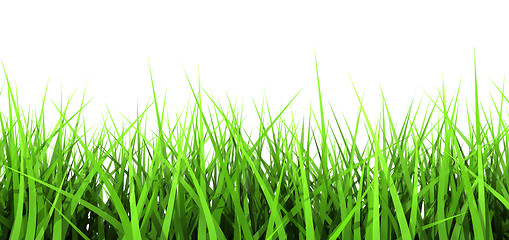 Image showing Green Grass On White Background