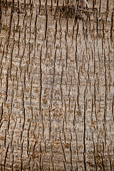 Image showing old palm tree texture