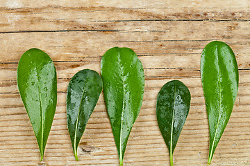 Image showing green leaves on rustic wooden background 