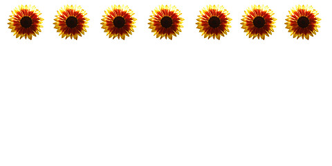 Image showing sunflowers