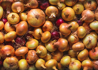 Image showing Onions Background