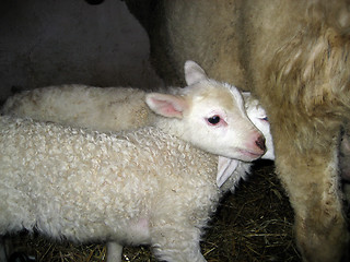 Image showing newborn