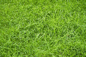 Image showing green summer grass