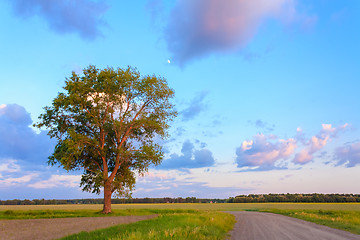 Image showing Old Tree In Sunset