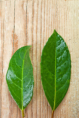 Image showing two green leaves 