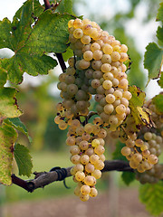 Image showing Ripe Chenin grape, Savenniere, France