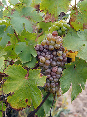 Image showing Botrytised Chenin grape, early stage, Savenniere, France