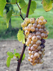 Image showing Botrytised Chenin grape, early stage, Savenniere, France