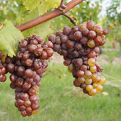 Image showing Botrytised Chenin grape, early stage, Savenniere, France