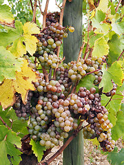 Image showing Botrytised Chenin grape, early stage, Savenniere, France