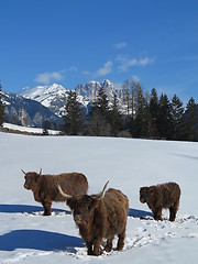 Image showing winter  cow