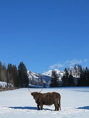 Image showing winter  cow
