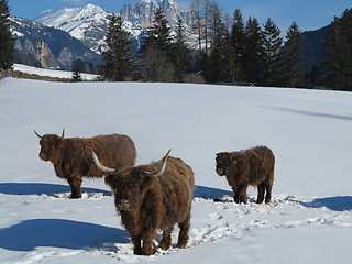 Image showing winter  cow