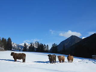 Image showing winter  cow