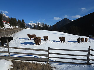 Image showing winter  cow