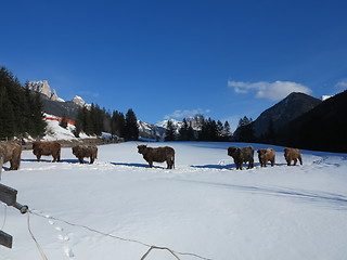 Image showing winter  cow