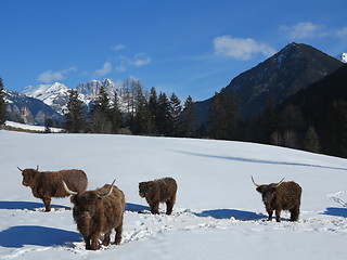 Image showing winter  cow