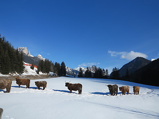 Image showing winter  cow