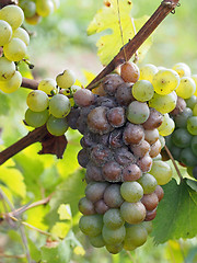 Image showing Botrytised Chenin grape, early stage, Savenniere, France