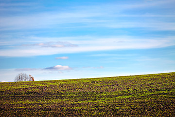 Image showing Landscape with young plants in the field 