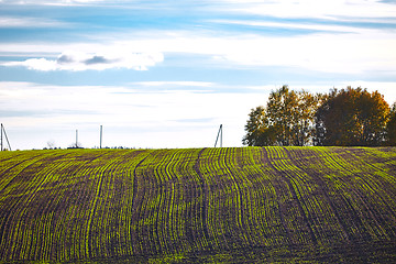 Image showing Landscape with young plants in the field 