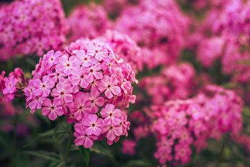 Image showing Phlox Flower