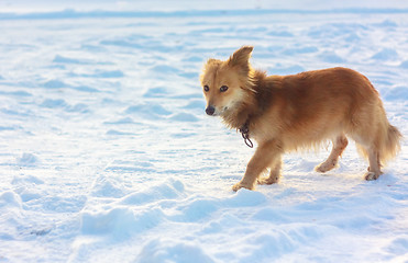 Image showing Portrait Of A Stray Dog