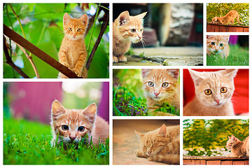 Image showing Peaceful Red Tabby Male Kitten.