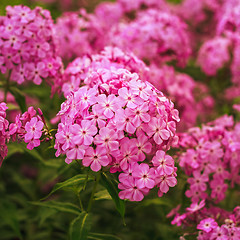 Image showing Phlox Flower