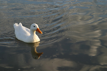 Image showing White duck