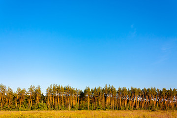 Image showing Pine Forest