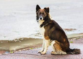 Image showing Portrait Of A Stray Dog In Street.