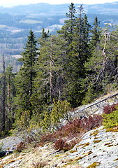 Image showing Koli Finland