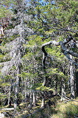 Image showing Koli Finland