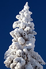 Image showing Koli Finland