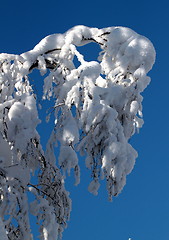 Image showing Koli Finland