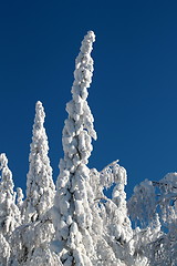 Image showing Koli Finland