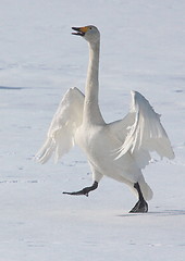 Image showing whooper swan