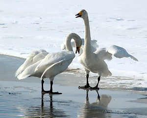 Image showing whooper swan