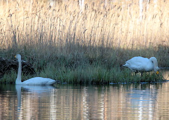 Image showing whooper swan