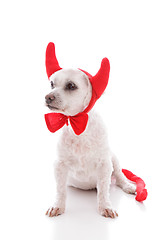 Image showing Naughty Devil Dog