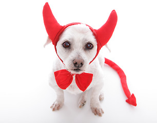 Image showing Little Devil Dog