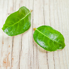 Image showing two green wet leaves